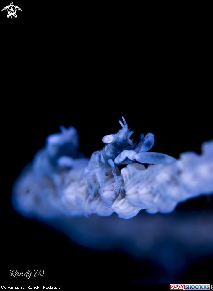 A Coral Shrimp