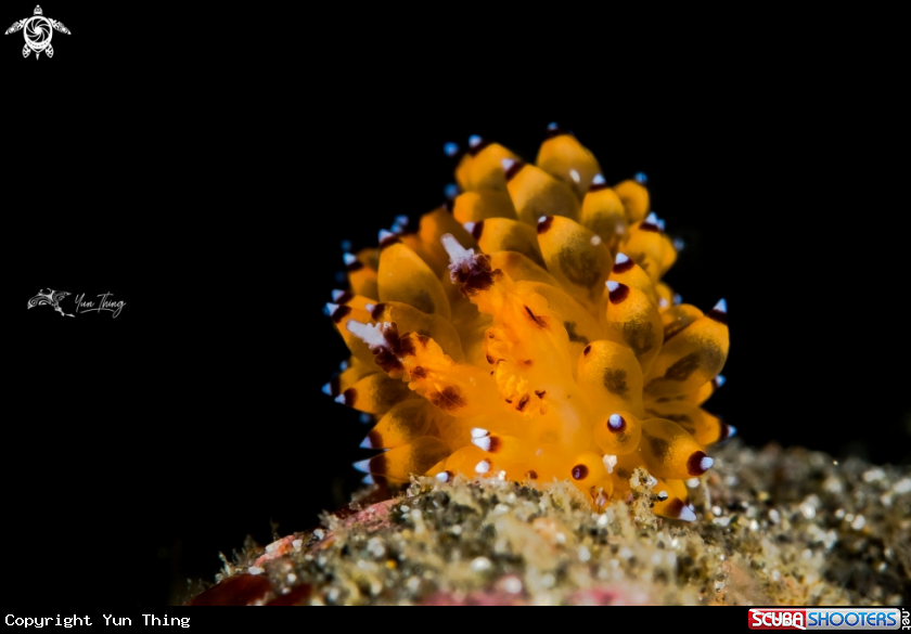 A Nudibranch