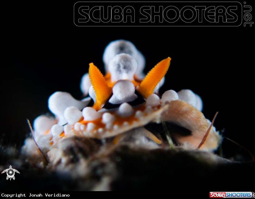 A nudibranch