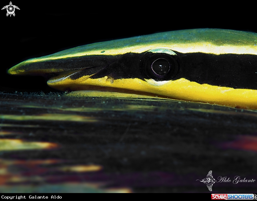 A Remora, Sharksucker 
