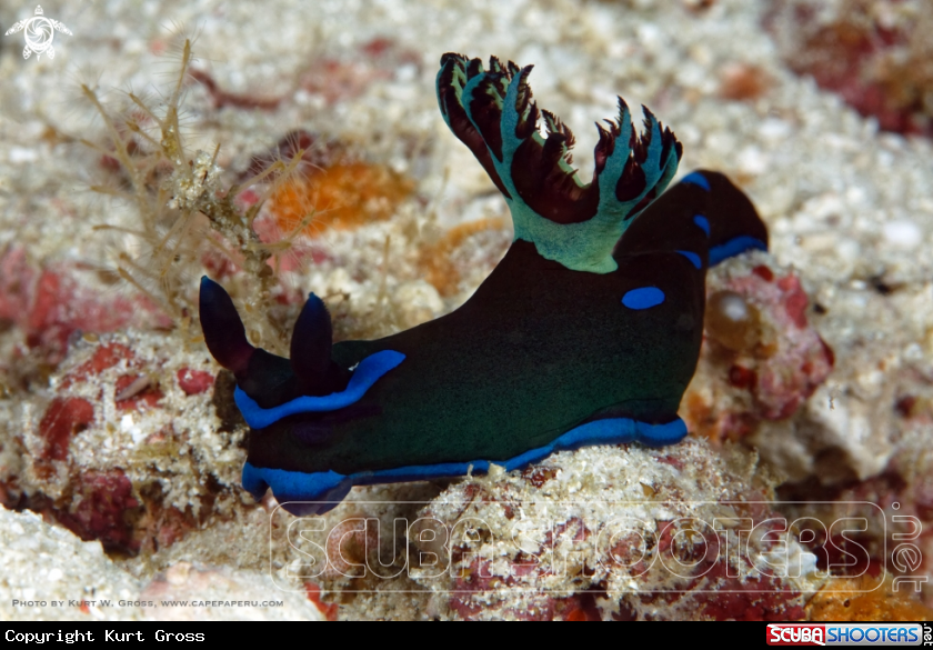 A Black Nudi