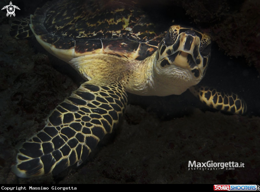 A Turtle