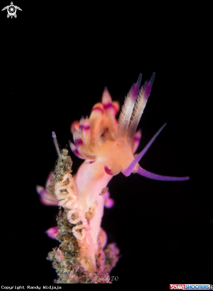 A Nudibranch