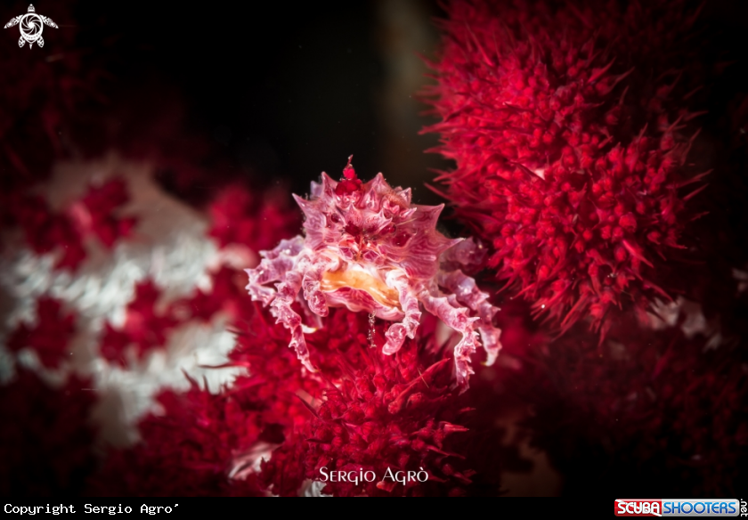 A Crab