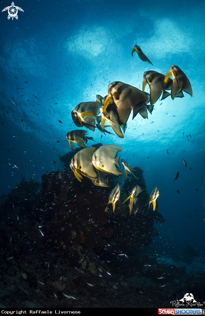 A Batfish