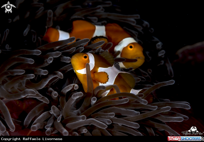 A Clownfish