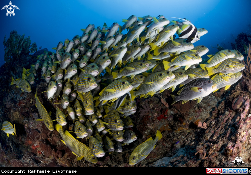 A Sweetlips