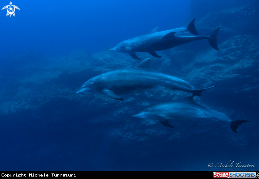 A Dolphins