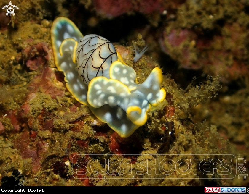 A Micromelo undatus