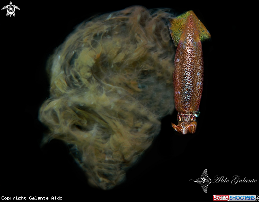 A Squid