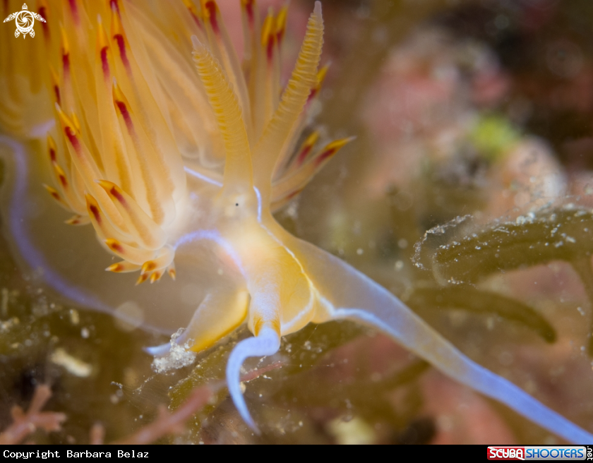 A Nudibranch