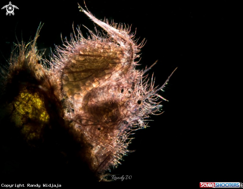 A Hairy Shrimp
