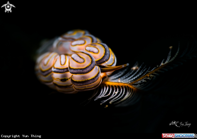 A Nudibranch