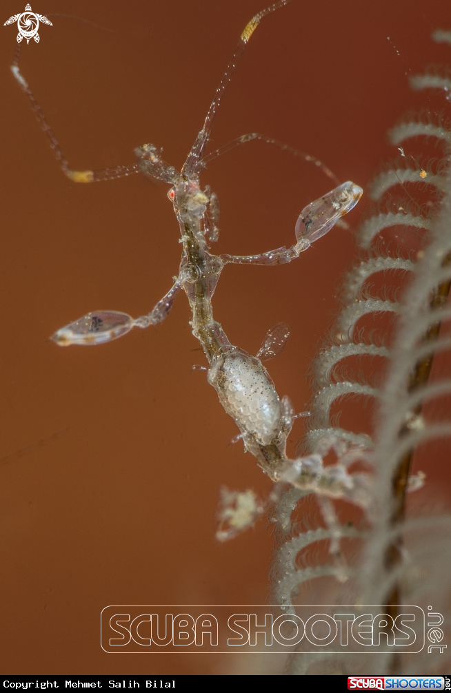 A Skeleton shrimp