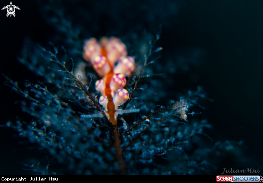 A Eubranchus sp.