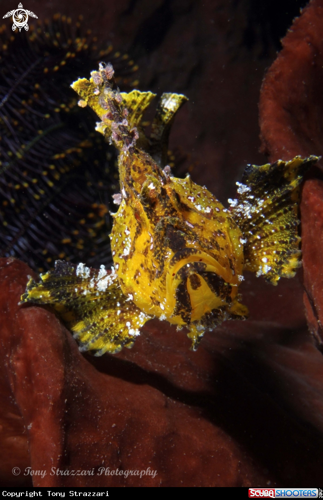A Leaf scorpionfish