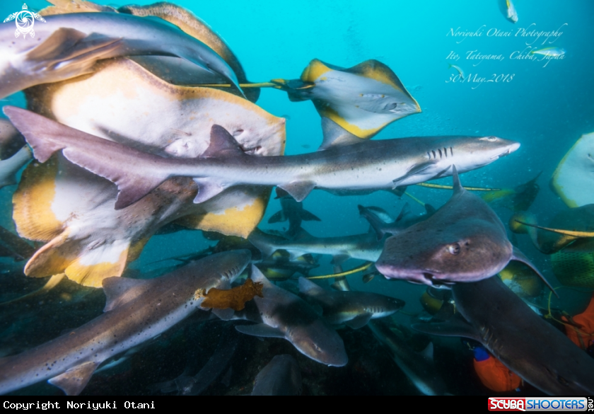 A Banded houndshark and Stingray 