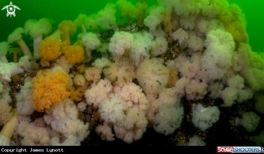 A Plumose Anemone