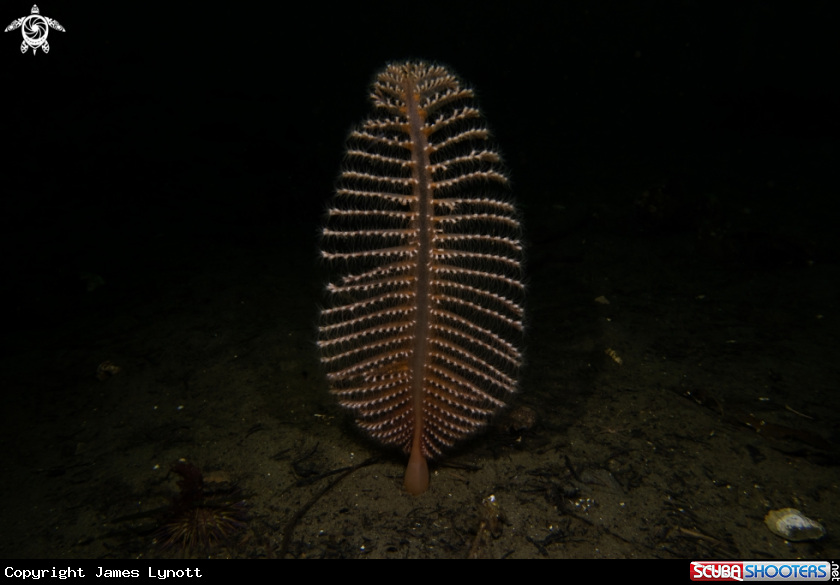A Phosphorescent Sea Pen