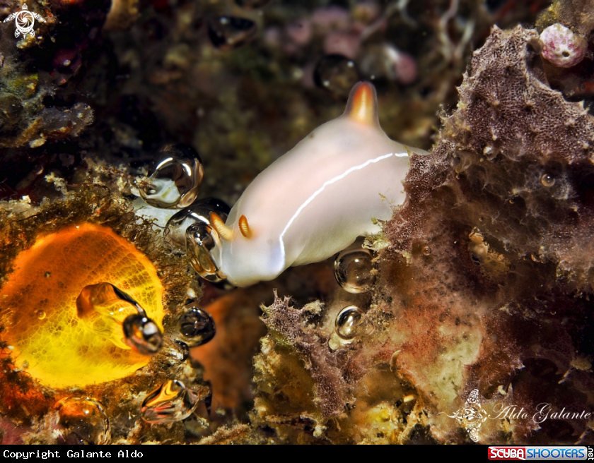 A Nudibranch Chromodoris