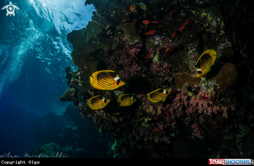 A Diagonal Butterflyfish
