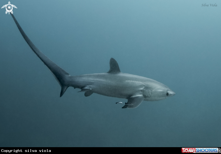 A Pelagic Thresher Shark 
