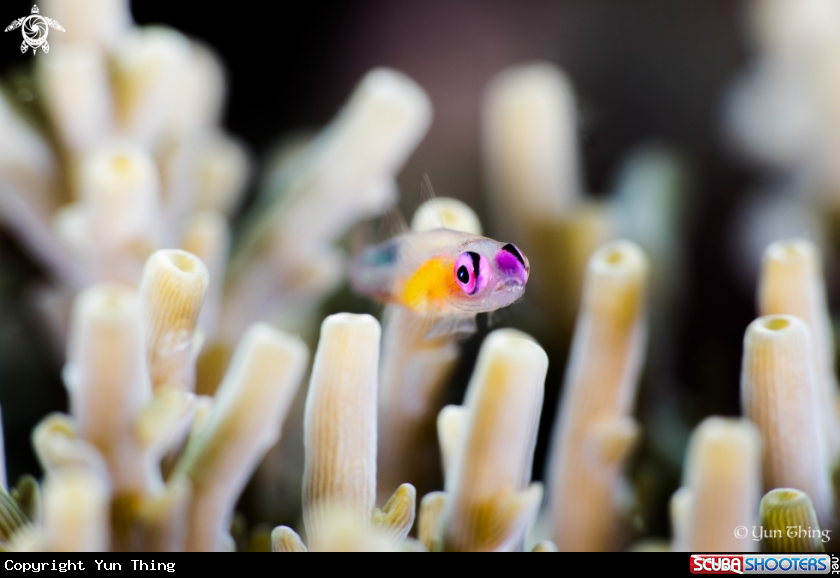 A Fish