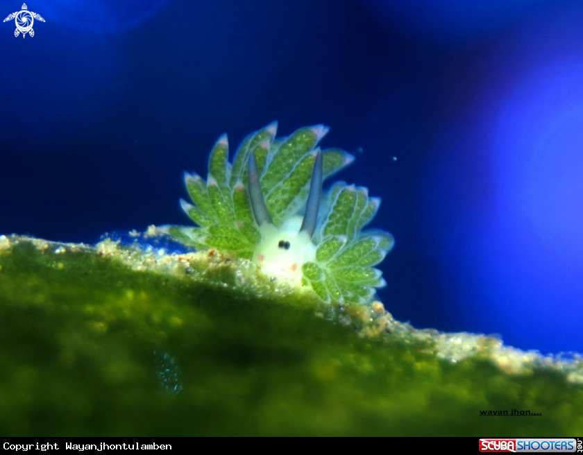 A Costasiella