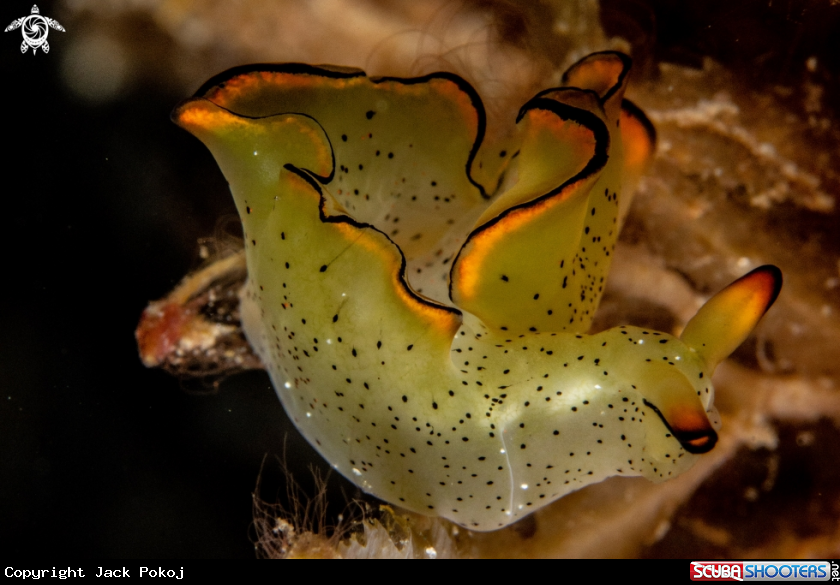 A Elysia marginata,