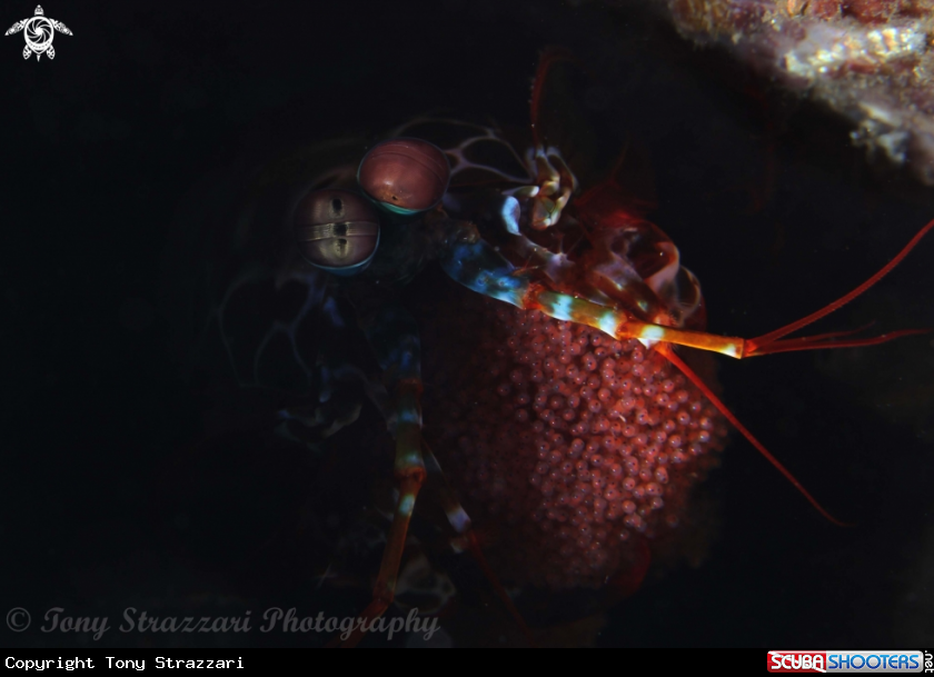 A Peacock Mantis Shrimp