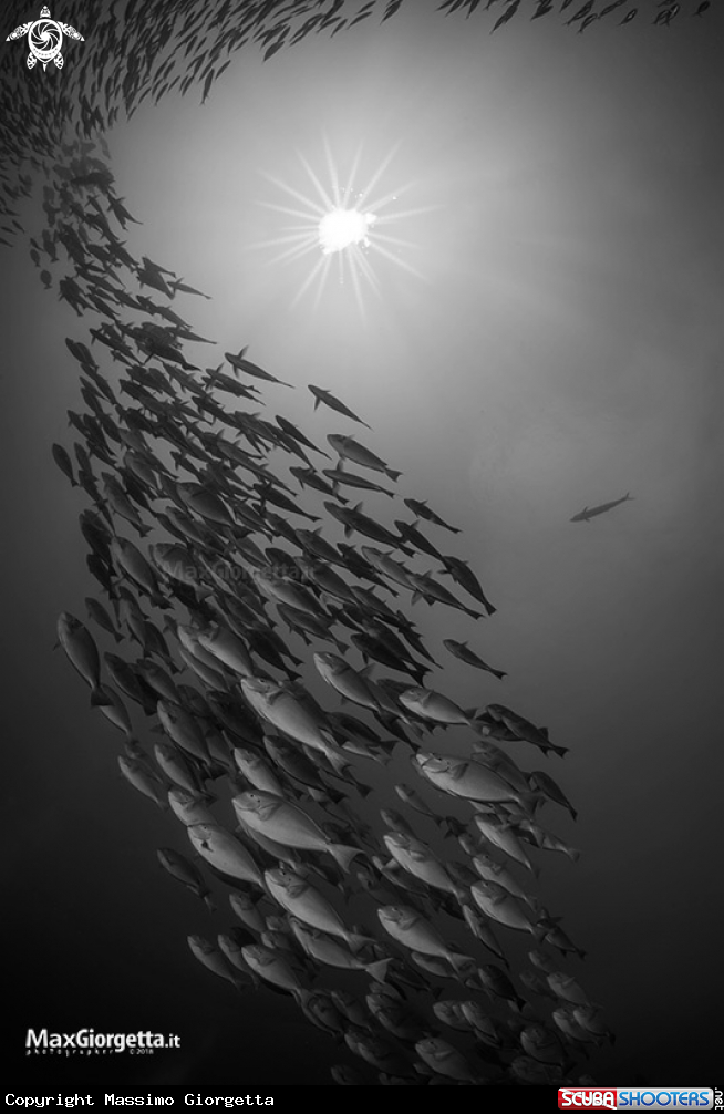 A fish