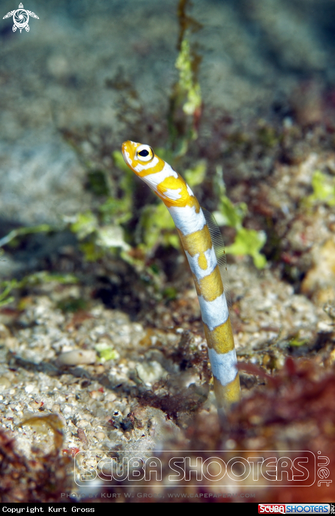 A Orange-barred Garden Eel
