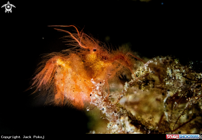 A Hairy shrimp