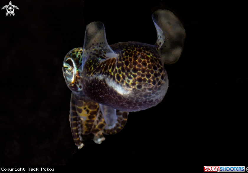 A Bob-tailed squid