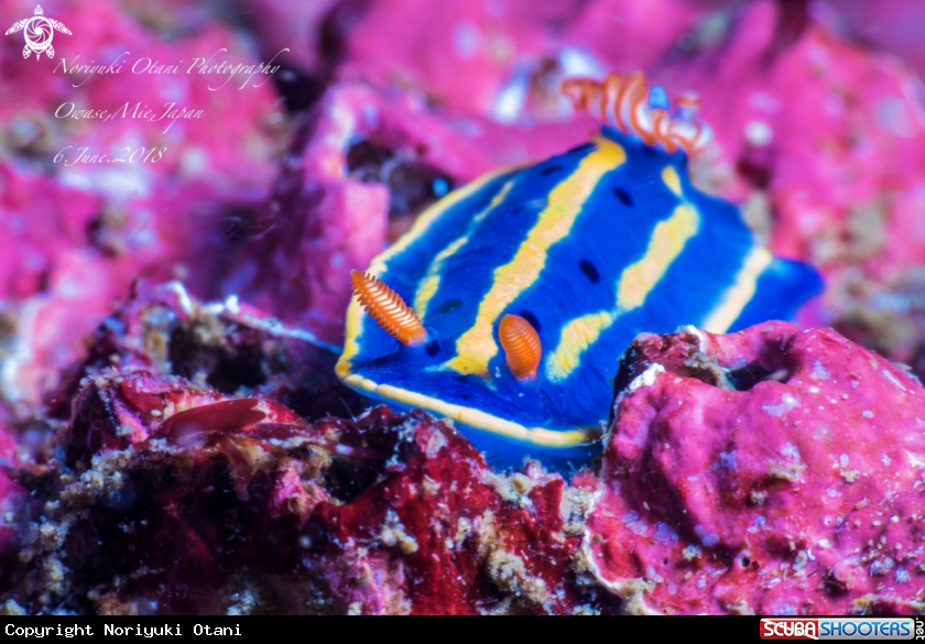 A Nudibranch