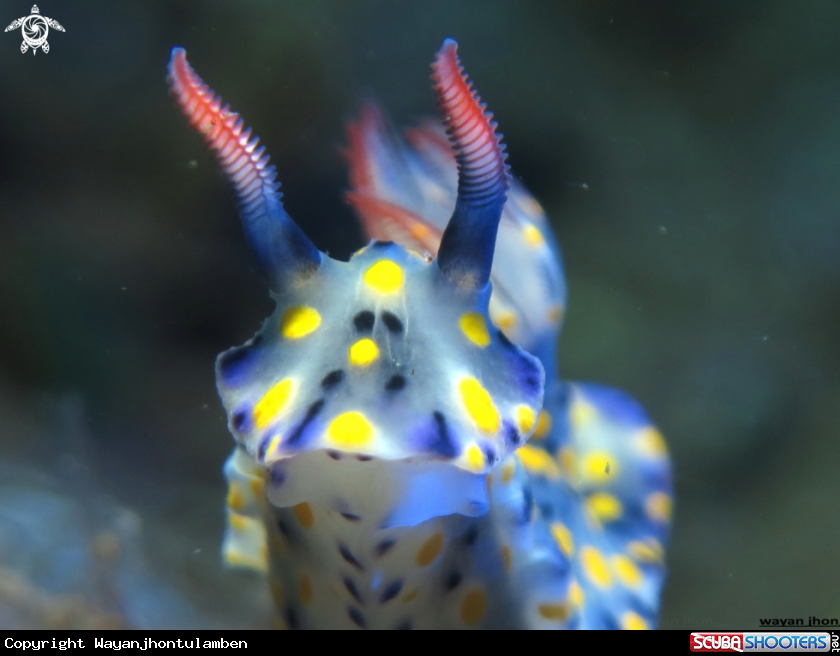 A Hypselodorys