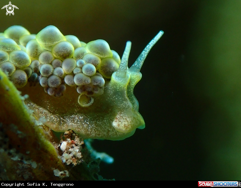 A Nudibranch