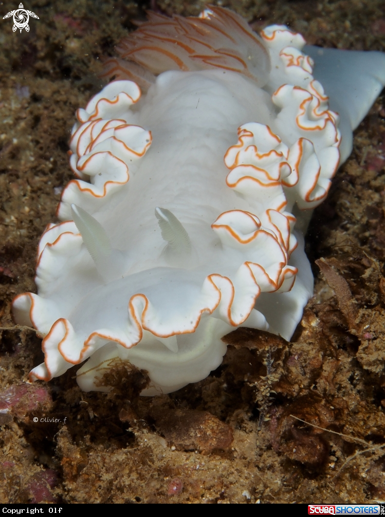A Ardeadoris SP