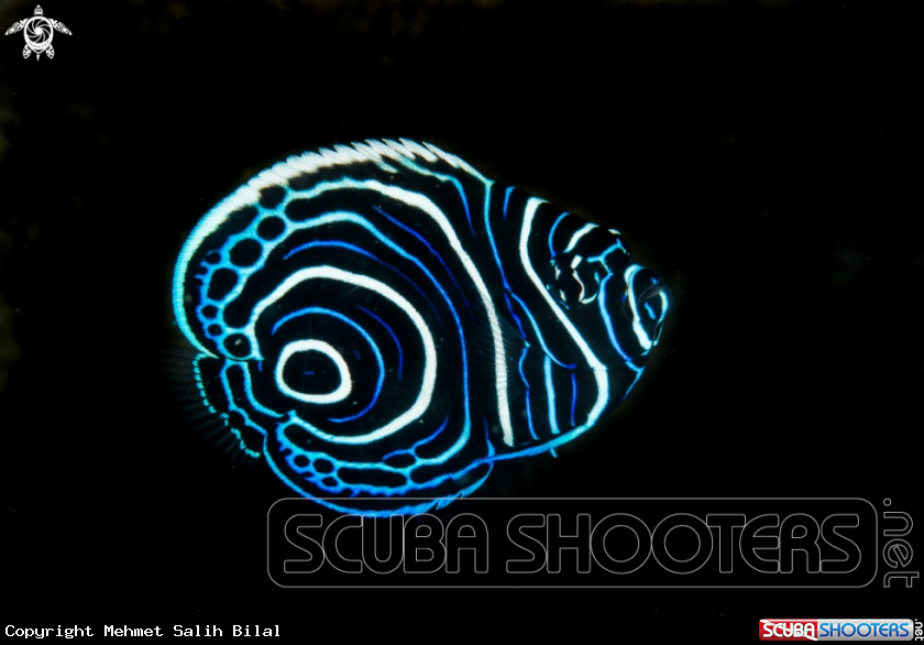 A Juvenile angelfish.