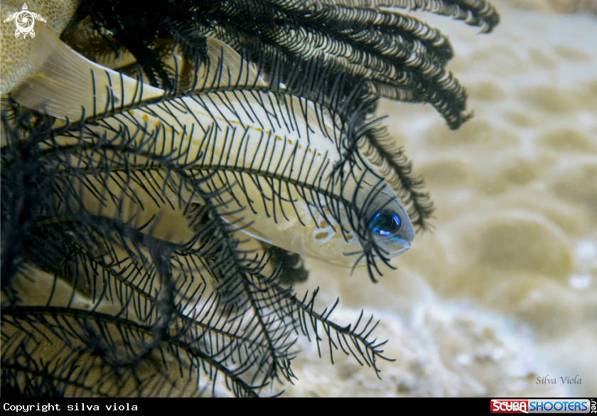 A Spotted-gill cardinalfish 