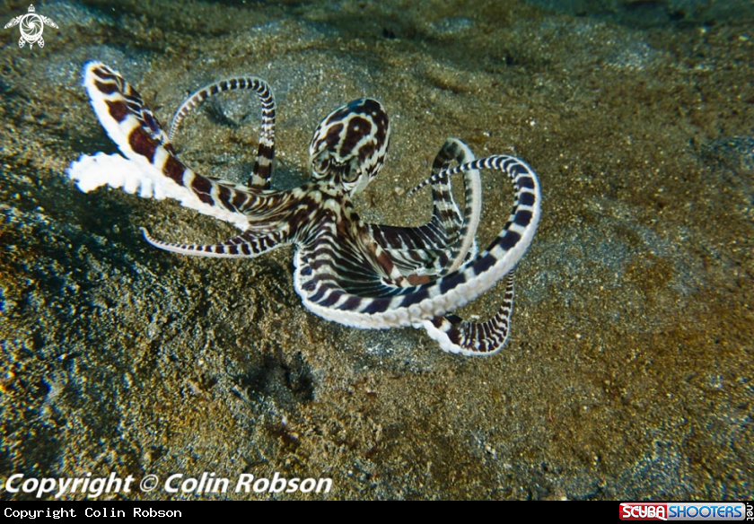 A mimic octopus