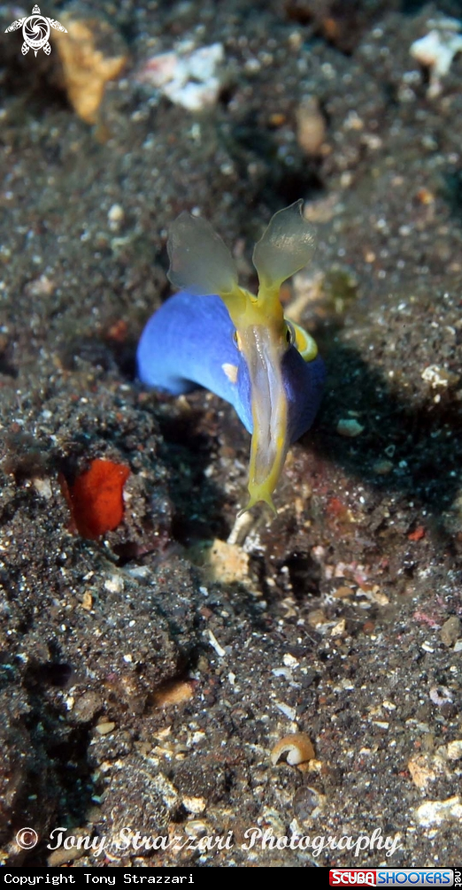 A Ribbon eel