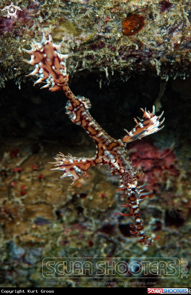 A Ornate Ghost Pipefish