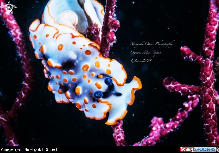 A Nudibranch