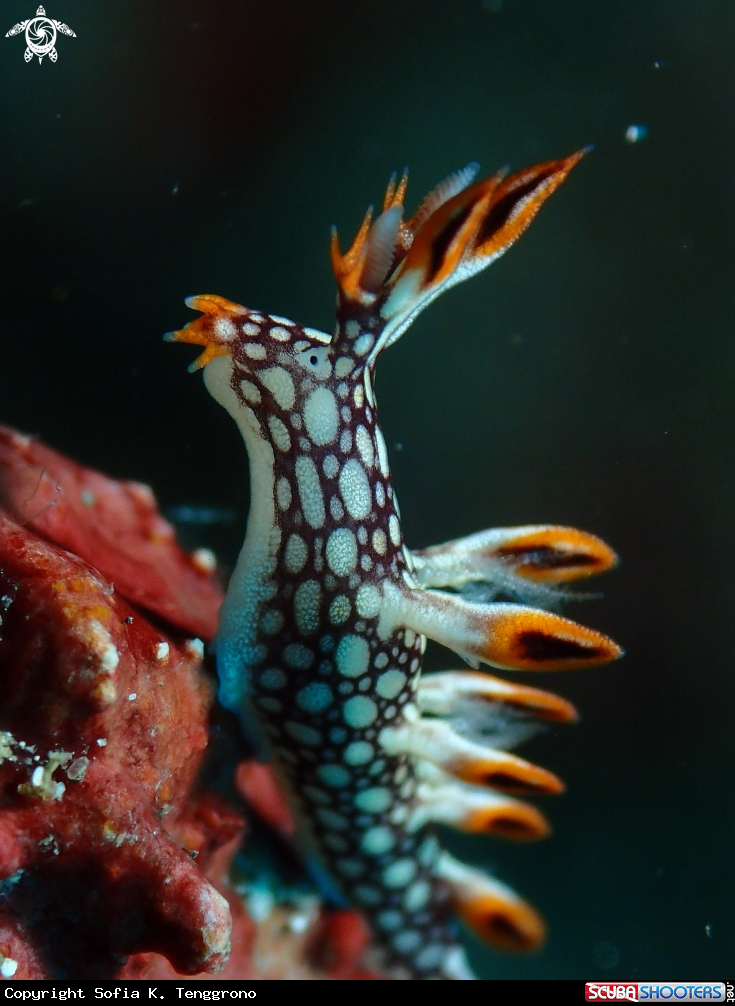 A Nudibranch