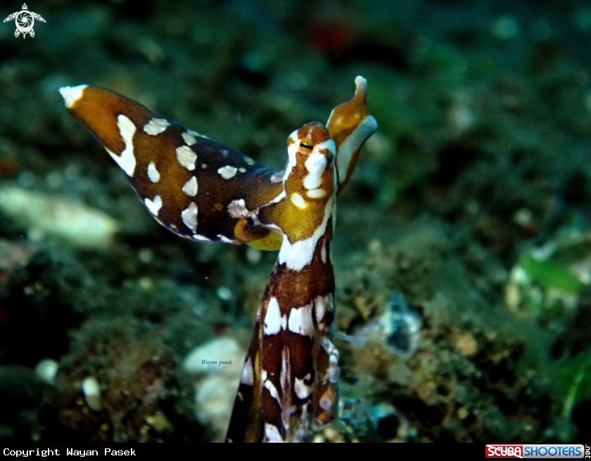 A Octopus