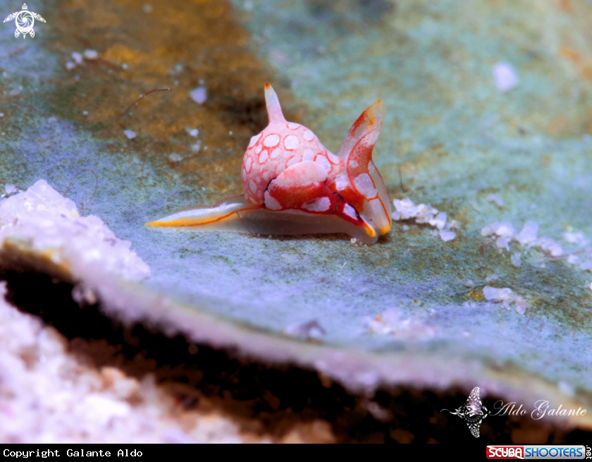 A Nudibranch