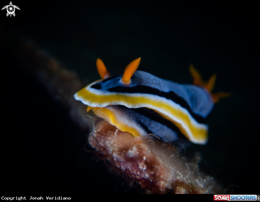 A Nudibranch