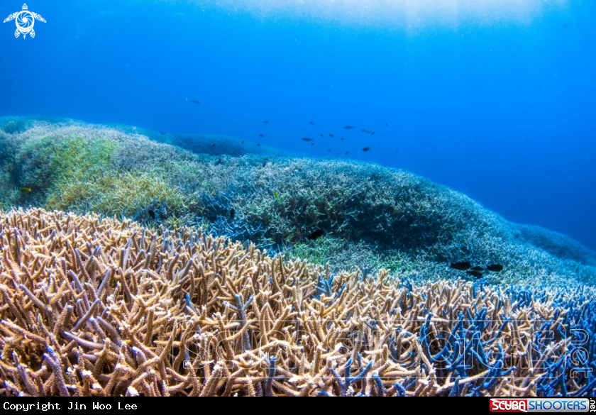 A Small Polyp Stony Coral