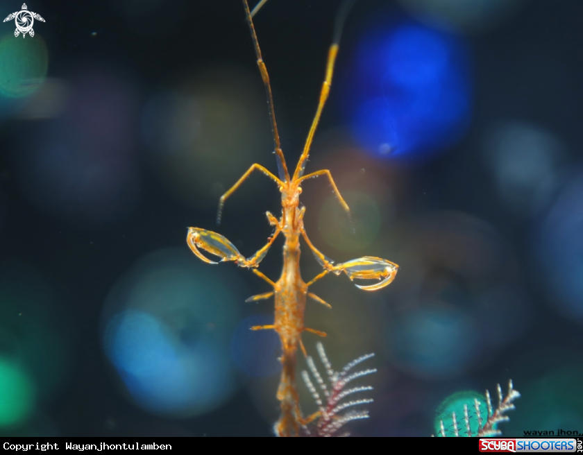 A Sekelaton Shrimp